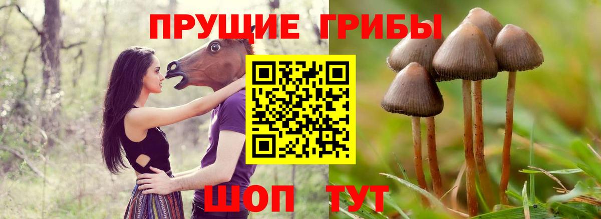 Брянск  Галлюциногенные грибы ЛСД  Вход с VPN 
